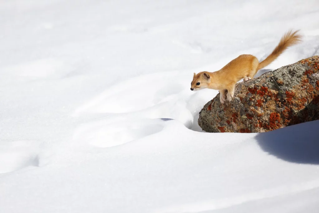 Un oeil sur la Nature | LADAKH – La panthère des neiges