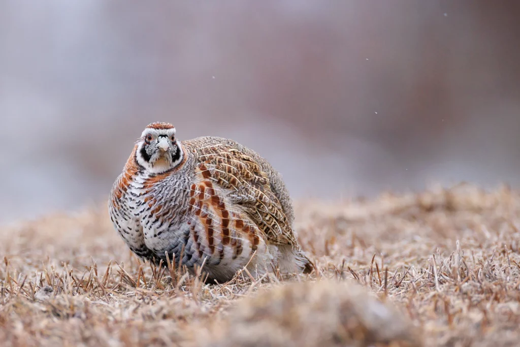 Un oeil sur la Nature | LADAKH – La panthère des neiges