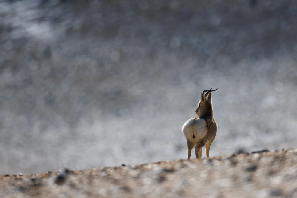 Un oeil sur la Nature | LADAKH – La panthère des neiges