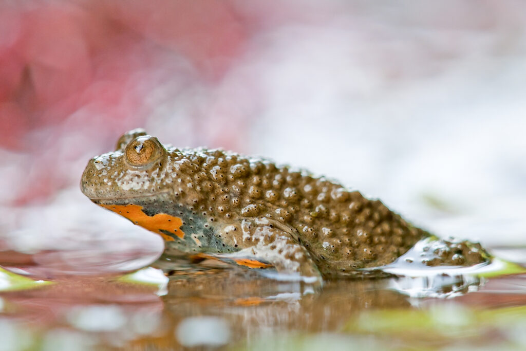 Un oeil sur la Nature | FRANCE – Ambiances aquatiques du Bugey Sud