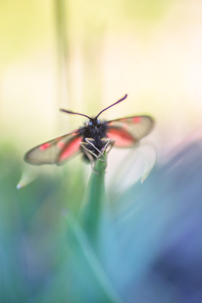 Un oeil sur la Nature | FRANCE – Paradis montagnard en Ubaye