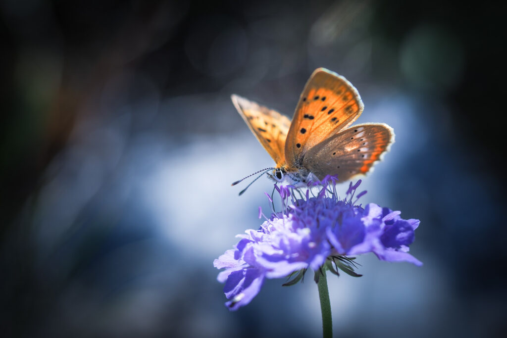 Un oeil sur la Nature | FRANCE – Paradis montagnard en Ubaye