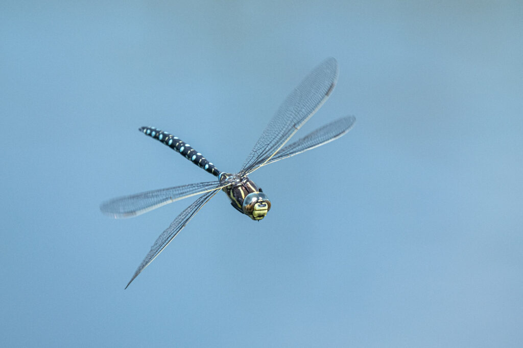 Un oeil sur la Nature | FRANCE – Paradis montagnard en Ubaye