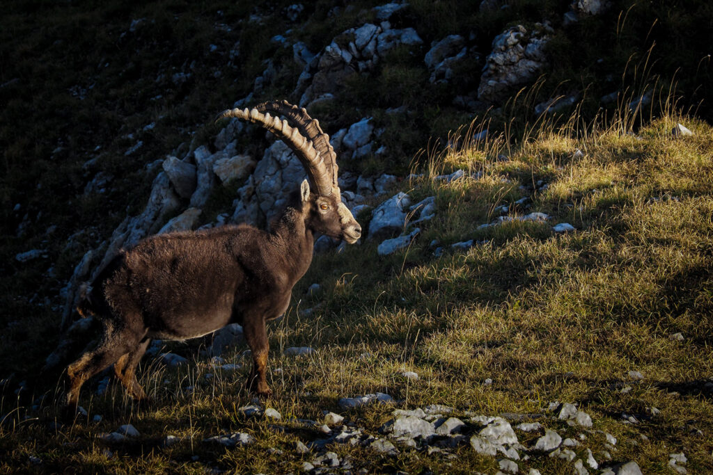 Un oeil sur la Nature | FRANCE – Paradis montagnard en Ubaye