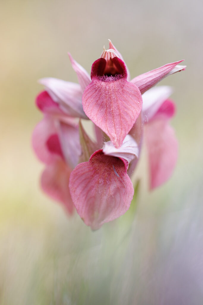 Un oeil sur la Nature | FRANCE – Orchidées du Var