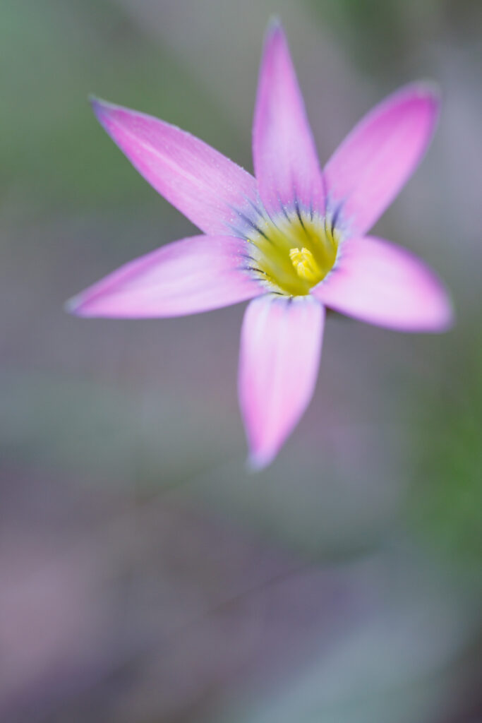 Un oeil sur la Nature | FRANCE – Orchidées du Var