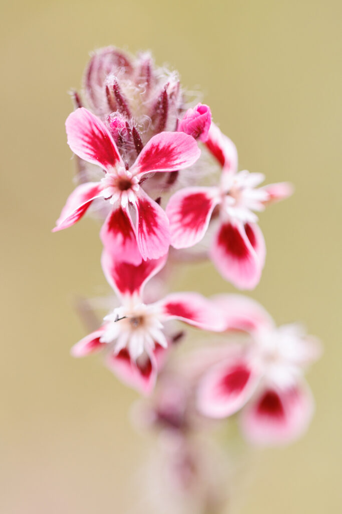 Un oeil sur la Nature | FRANCE – Orchidées du Var
