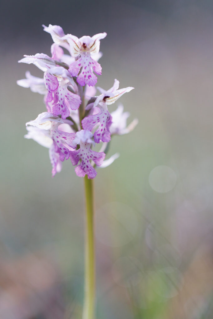 Un oeil sur la Nature | FRANCE – Orchidées du Var