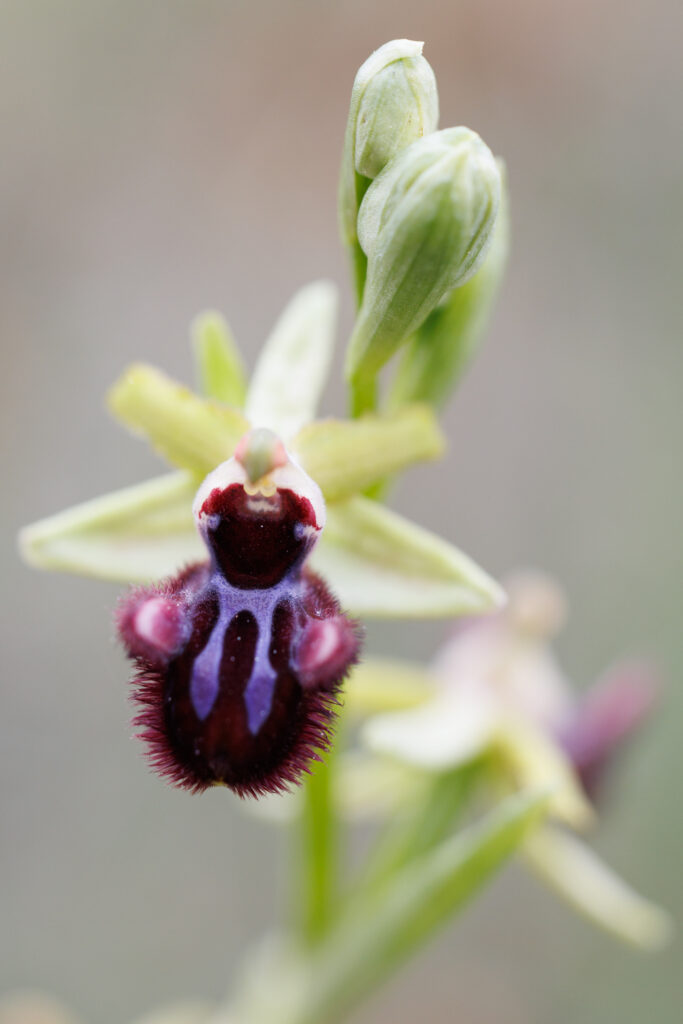 Un oeil sur la Nature | FRANCE – Orchidées du Var