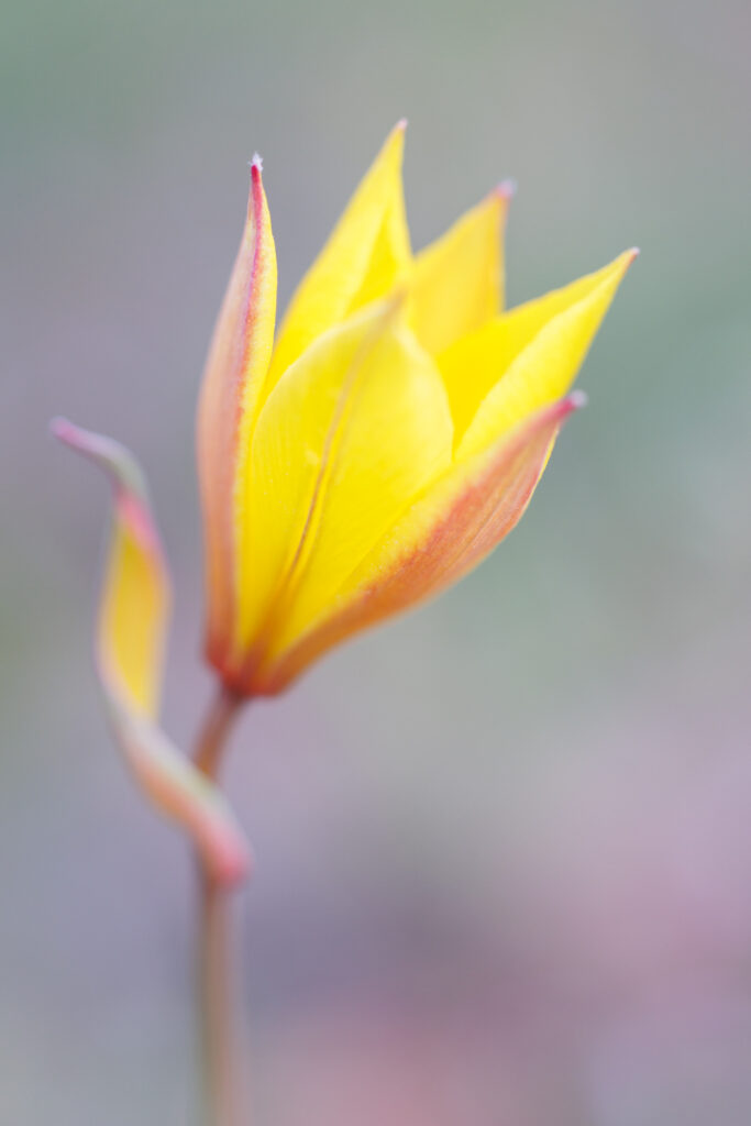 Un oeil sur la Nature | FRANCE – Orchidées du Var