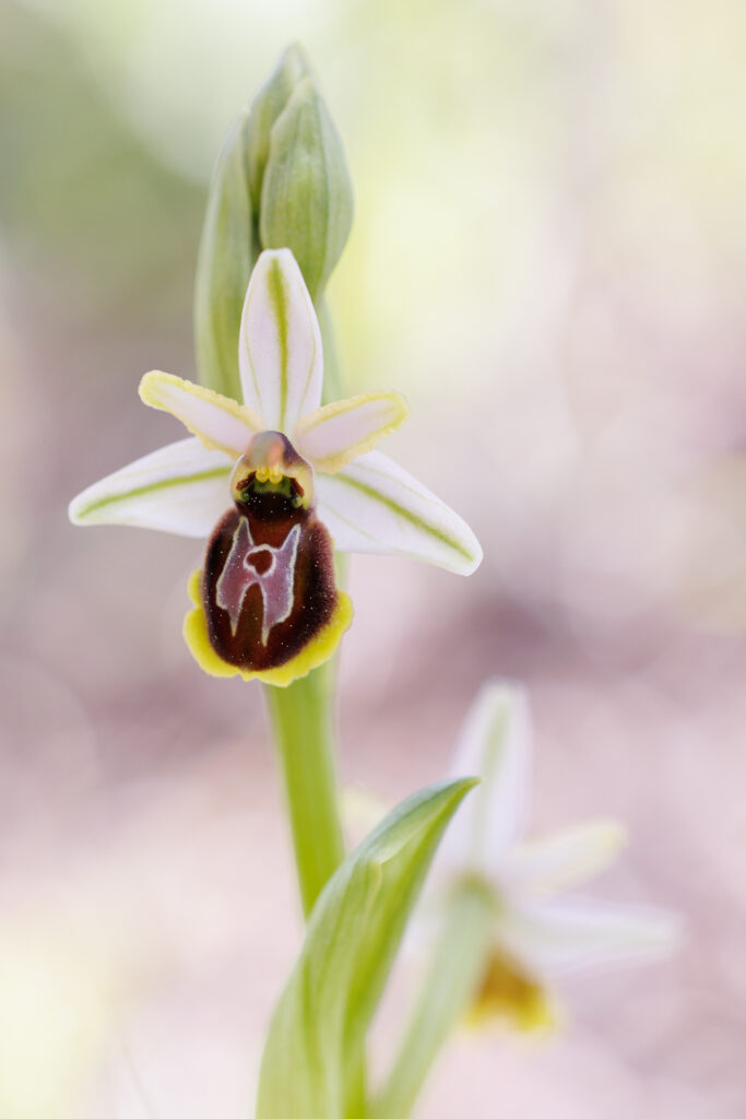 Un oeil sur la Nature | FRANCE – Orchidées du Var
