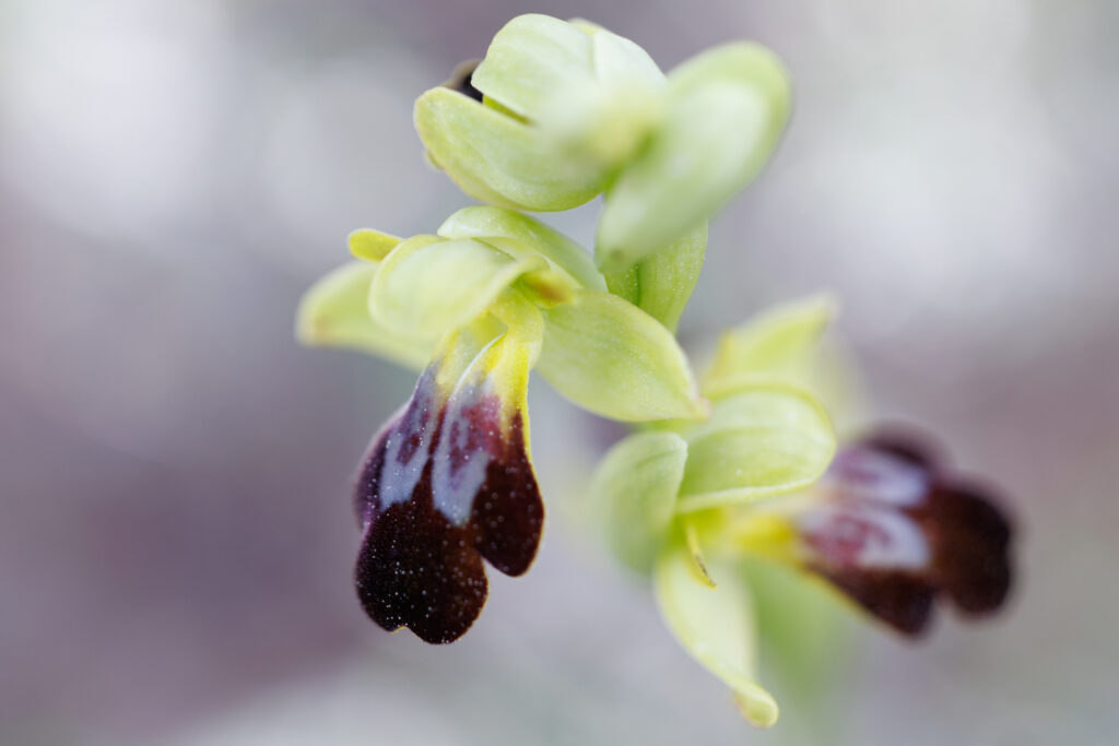 Un oeil sur la Nature | FRANCE – Orchidées du Var