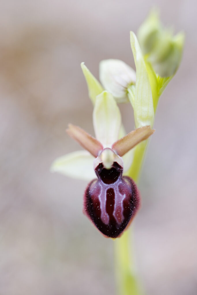 Un oeil sur la Nature | FRANCE – Orchidées du Var