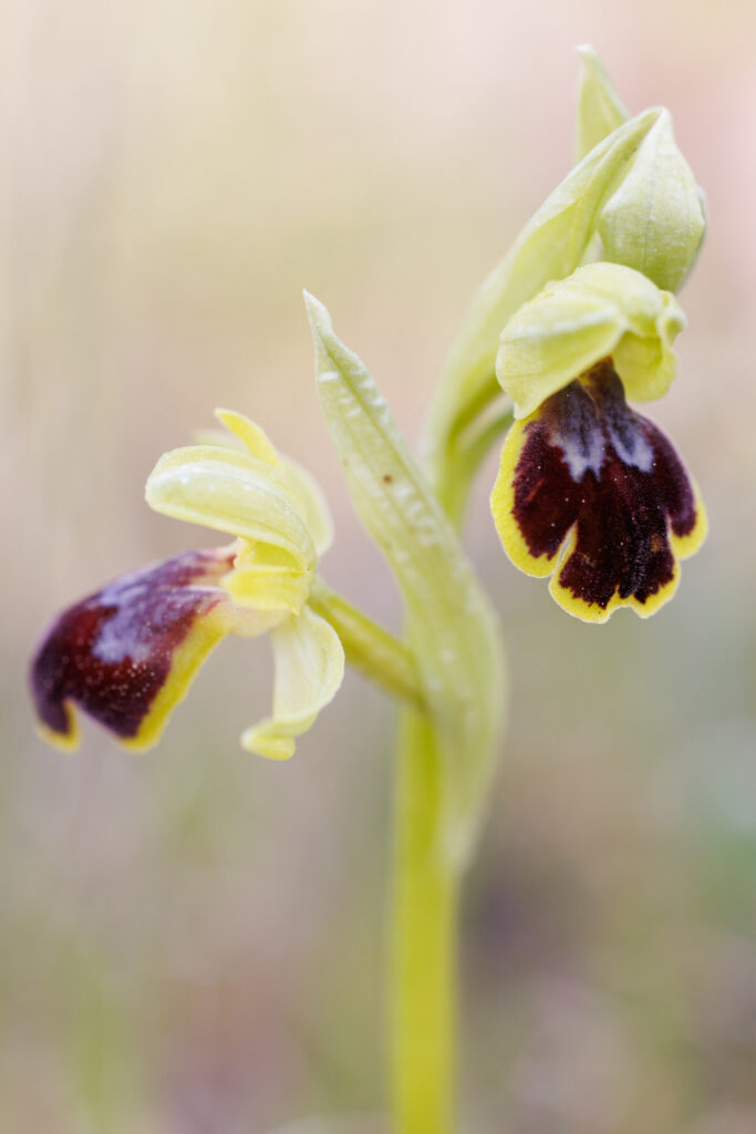 Un oeil sur la Nature | FRANCE – Orchidées du Var