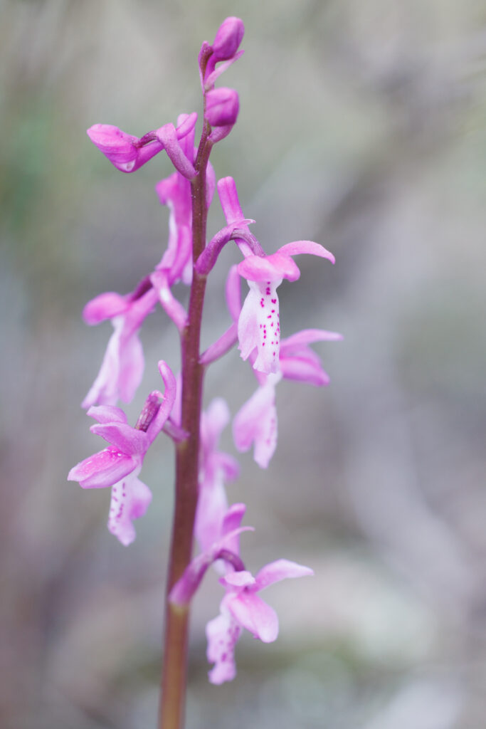 Un oeil sur la Nature | FRANCE – Orchidées du Var
