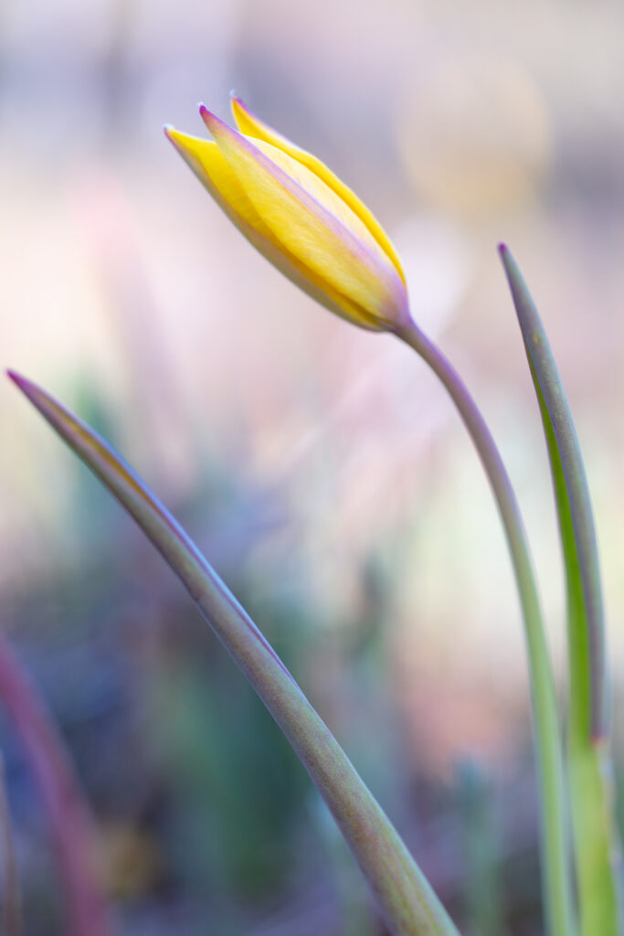 Un oeil sur la Nature | FRANCE – Orchidées du Var