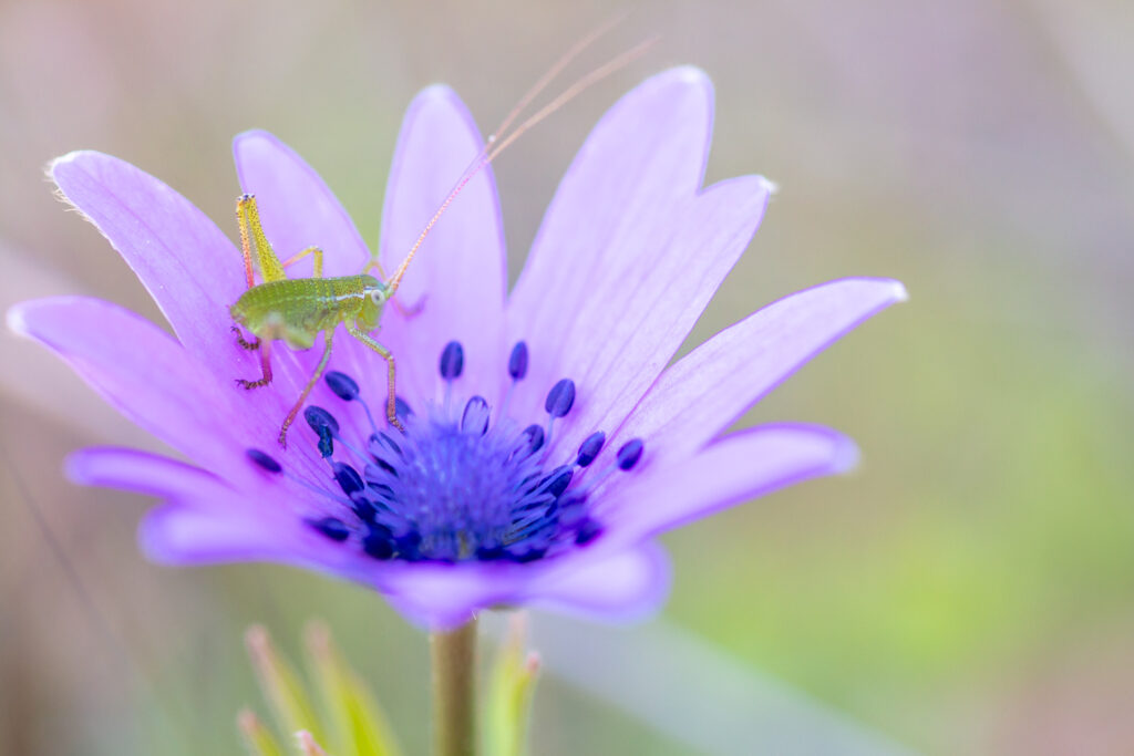 Un oeil sur la Nature | FRANCE – Orchidées du Var
