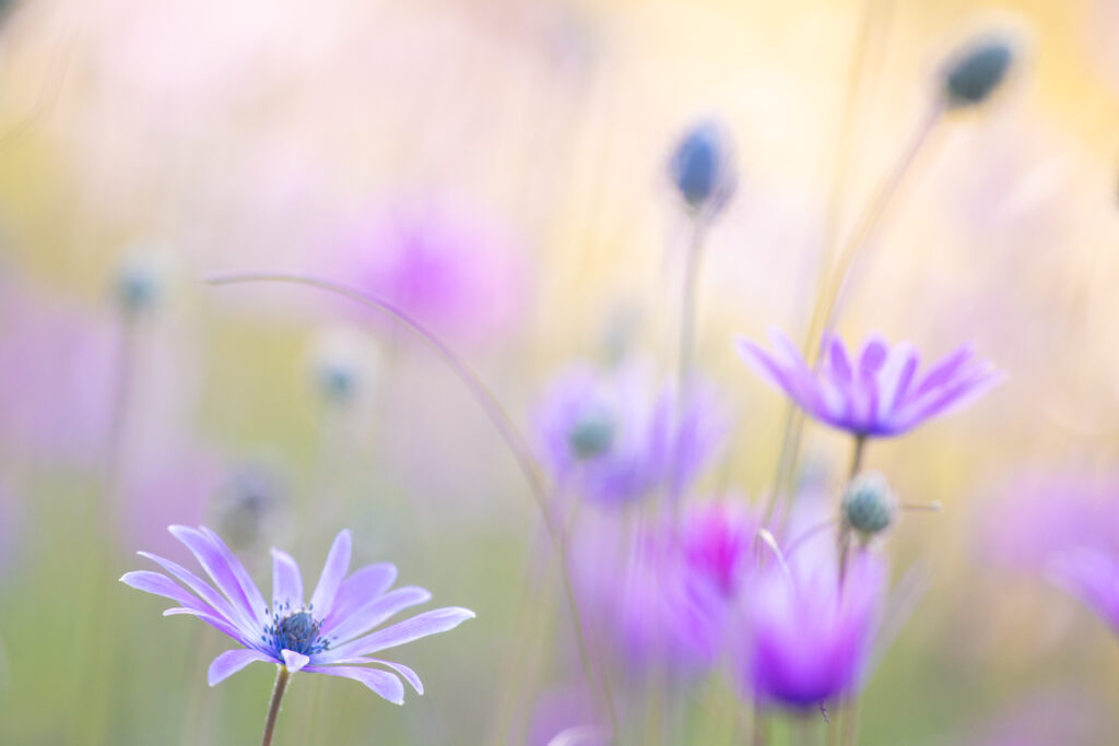Un oeil sur la Nature | FRANCE – Orchidées du Var
