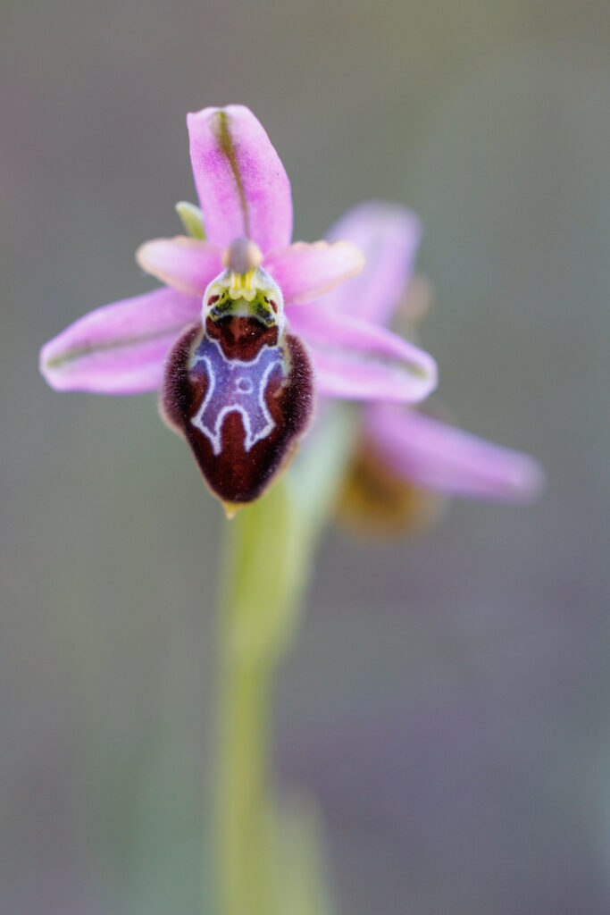 Un oeil sur la Nature | FRANCE – Orchidées du Var