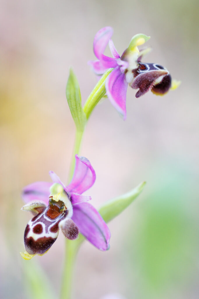Un oeil sur la Nature | FRANCE – Orchidées du Var