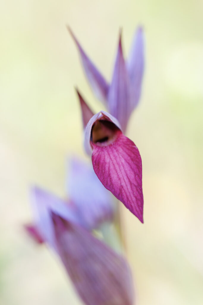 Un oeil sur la Nature | FRANCE – Orchidées du Var