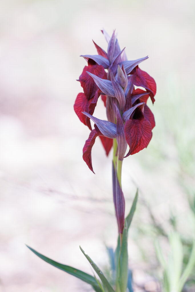 Un oeil sur la Nature | FRANCE – Orchidées du Var