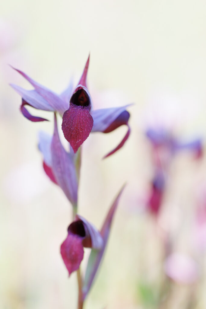 Un oeil sur la Nature | FRANCE – Orchidées du Var