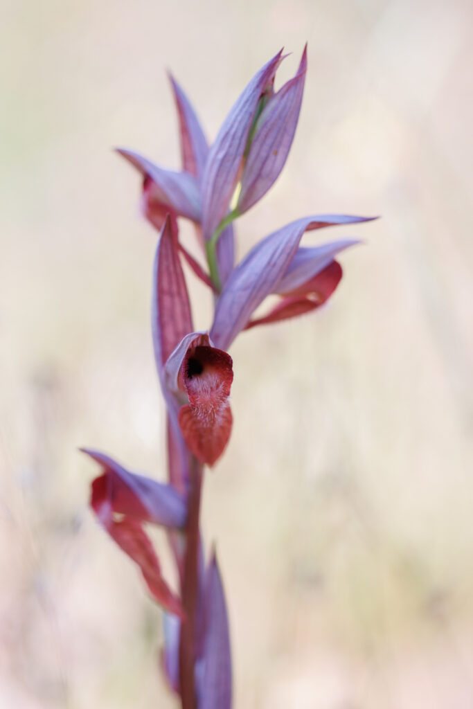 Un oeil sur la Nature | FRANCE – Orchidées du Var