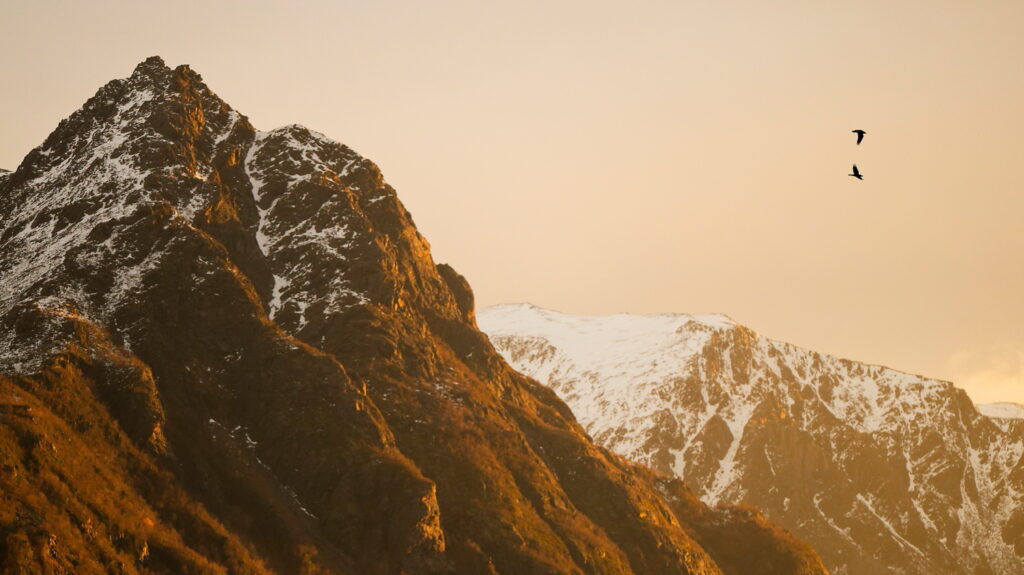 Un oeil sur la Nature | NORVÈGE – Orques en voilier