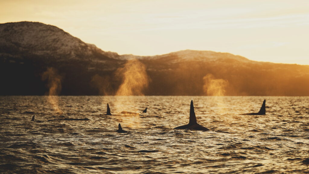 Un oeil sur la Nature | NORVÈGE – Orques en voilier