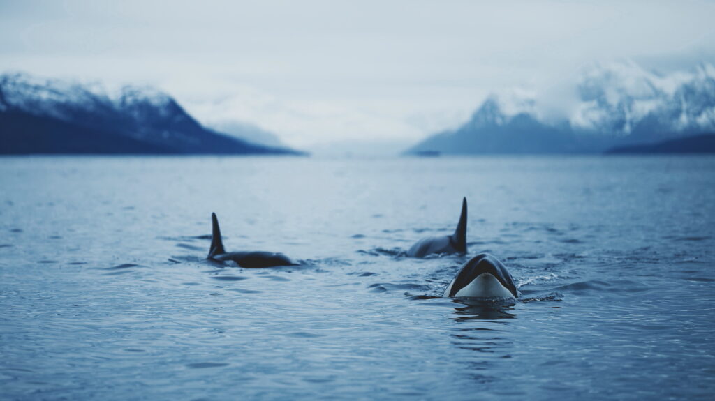Un oeil sur la Nature | NORVÈGE – Orques en voilier