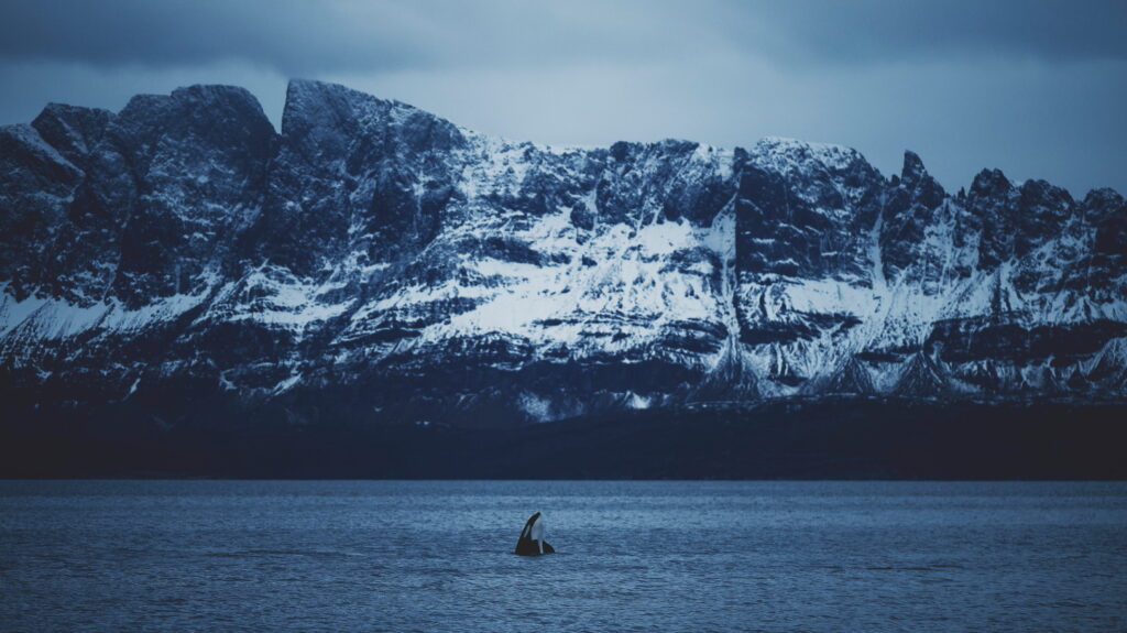 Un oeil sur la Nature | NORVÈGE – Orques en voilier