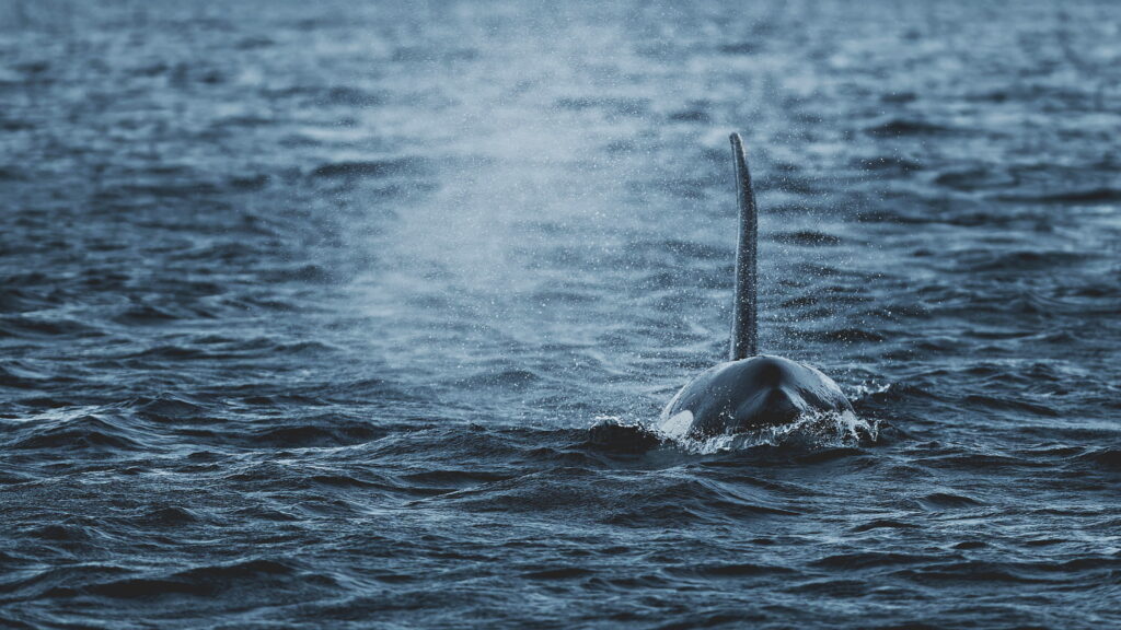 Un oeil sur la Nature | NORVÈGE – Orques en voilier