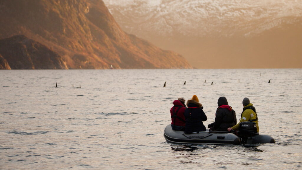 Un oeil sur la Nature | NORVÈGE – Orques en voilier