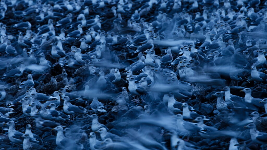 Un oeil sur la Nature | NORVÈGE – Orques en voilier