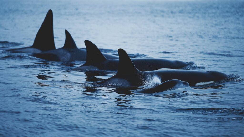 Un oeil sur la Nature | NORVÈGE – Orques en voilier